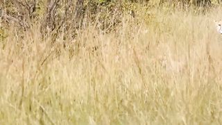 Brave Mother! Angry Mother Cheetah Climbs To The Nest Kill Giant Eagle To Avenge.