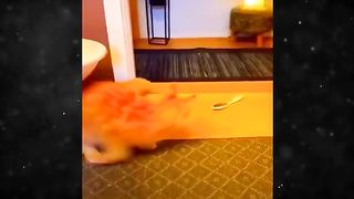 New Funny Videos 2024 ???? Cutest Cats and Dogs ???????? #8