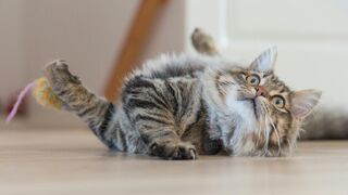 Funny video cat