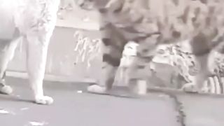 Funny cats