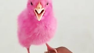 chicken babys