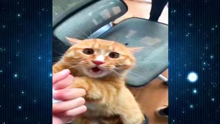 New Funny Videos 2024 ???? Cutest Cats and Dogs ???????? #11