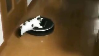 kitten riding a vacuum cleaner