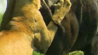 wild buffalo and lion