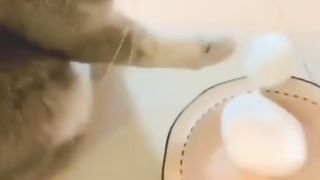 Cat funny