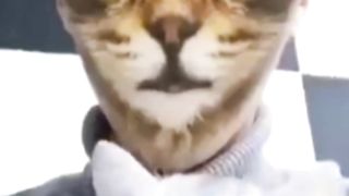 Cat funny moments