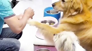 Doge fan