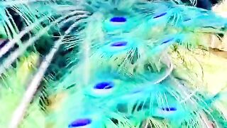 طوس