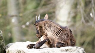 Chèvre, Lionceau, Petit