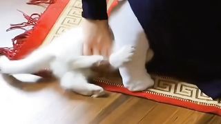 Cute cat funny video