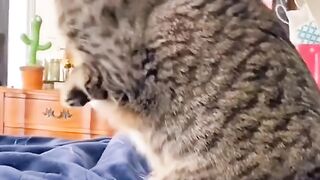 Cat funny moments