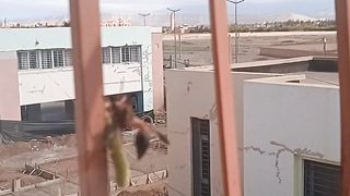 الحياة البرية