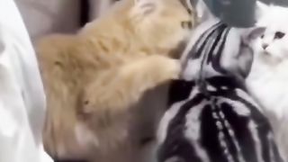 Cat funny