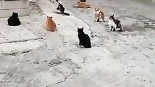 chat with the cats