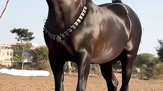 Majestic Horses: A Glimpse into Equine Grace"