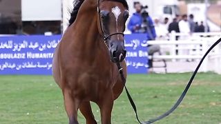 "The Heart of the Herd: Stories of Equine Connection