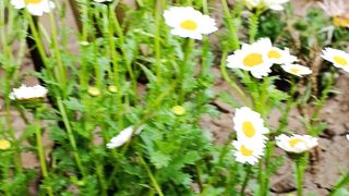 Beauty of Flowers