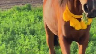 الخيل ????♥️.