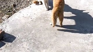 Funny cat