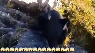 BEAR ATTACKS CLIMBER