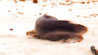 #animal
