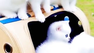 Beautiful baby cats cute cute