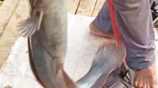 Amazing fishing fish predator