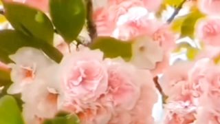 Flower tree