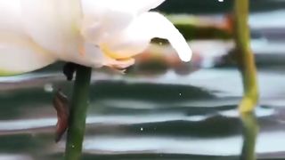 Nature is very beautiful, see the fishes kissing the flowers.