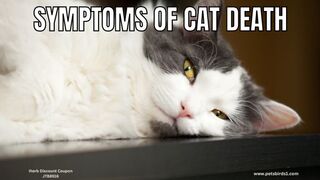 How do you know if a cat is dying, part 2 #pets_birds #cat_dying