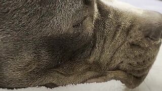Dog found frozen and unresponsive in abandoned home finds a forever family