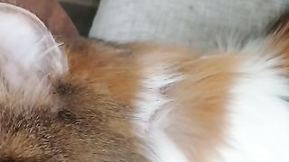 Cat girl  free sad