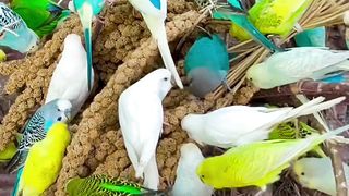 A beautiful video