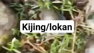 KIJING/ LOKAN