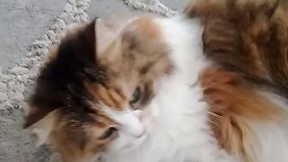 Cat girl want play!