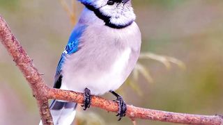 bird blue Jay????