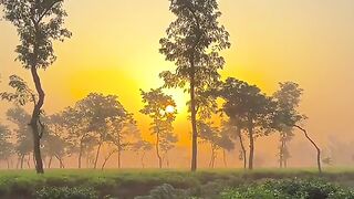 What a view of Tea Garden