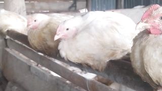 broiler chickens are relaxing