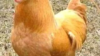 cat and cock funny video