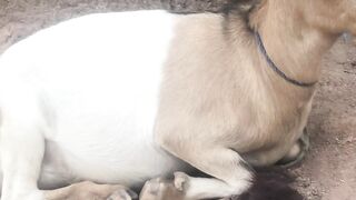 Hormone imbalance in Goat Species