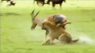 Animal zoo fight