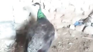 The neck