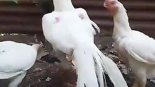 Spin rooster