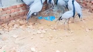 Koonj koonj ll heron