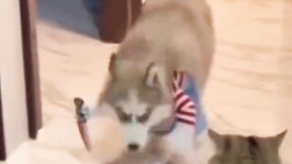 Animals funny video / Two cats fighting, very funny video.