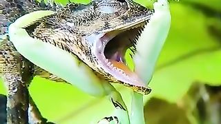 This looks unreal. But the grasshopper won