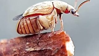 Dancing Beetle