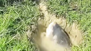 can fish swallow a snake this is unbelievable, watch till the end