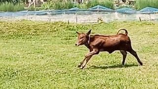 Baby calf runing and enjoying environment in the grass field looks gorgeous