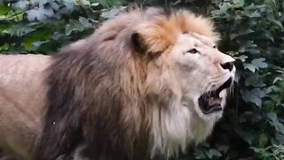 Birds attack on animals